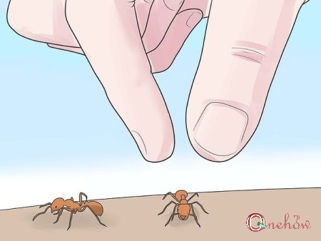 چگونه جای نیش مورچه آتشین را خوب کنیم