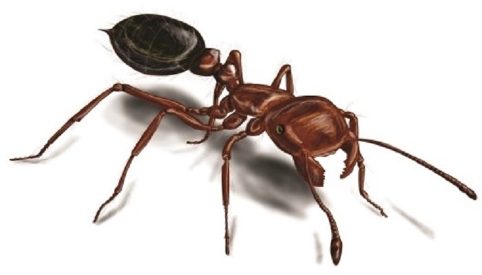 درمان خانگی گزیدگی مورچه