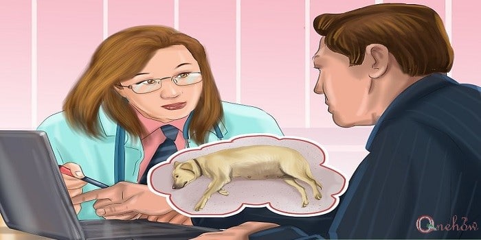 چگونه بارداری سگ را تشخیص دهیم