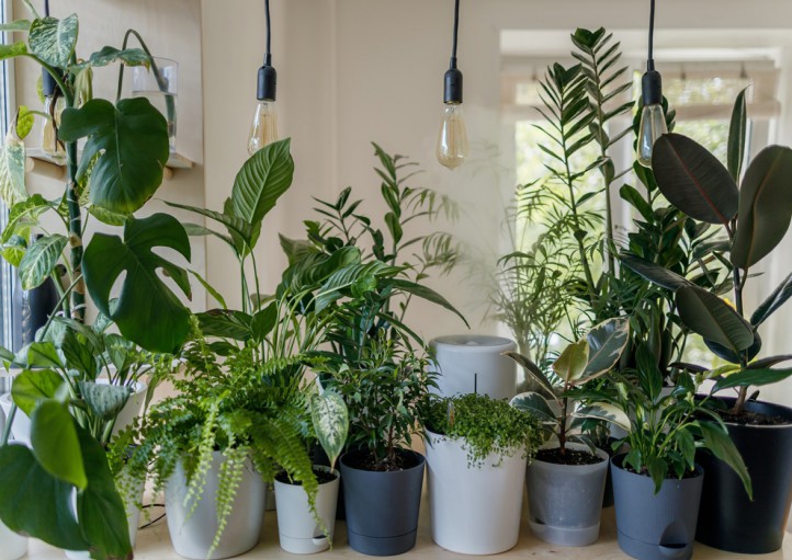 رشد گل های آپارتمانی با نور مصنوعی 